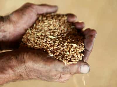 Image for Kremlin says West triggered global food crisis with sanctions