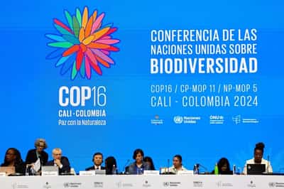 Image for As UN COP16 nature talks are gridlocked, scientists warn of extinction risks