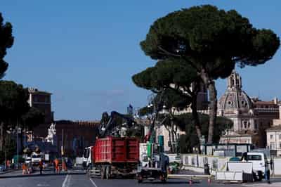 Image for Rome cuts down ageing pines along avenue leading to Colosseum