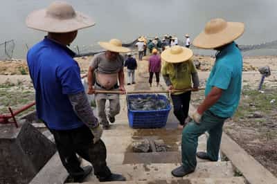 Image for Caught in the tariff net: U.S. trade war threatens Chinese fish town