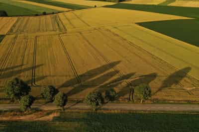 Image for Crop merchant Louis Dreyfus gets profit boost in volatile year