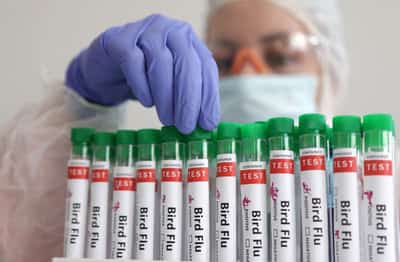Image for Spain orders to lock down all poultry due to risk of bird flu