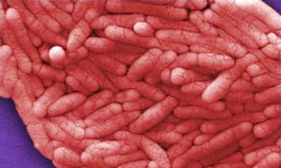 Image for Record salmonella outbreak in Belgium infects at least 306
