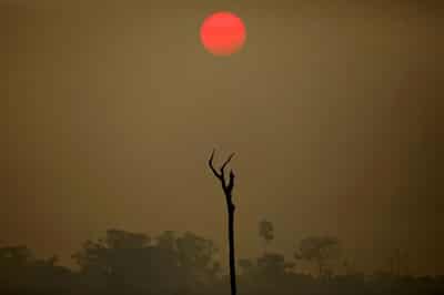 Image for EU delays deforestation ban but discards changes