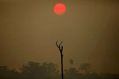 Image for EU delays deforestation ban but discards changes