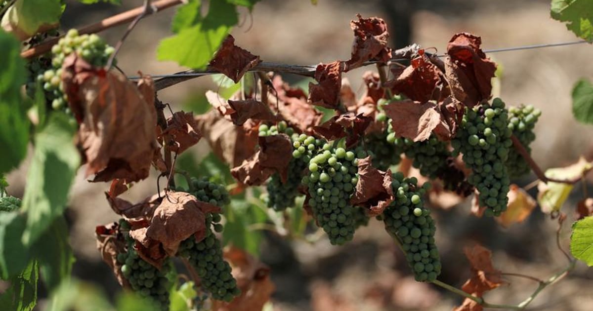 French wine output to be among lowest in 30 years after heatwaves