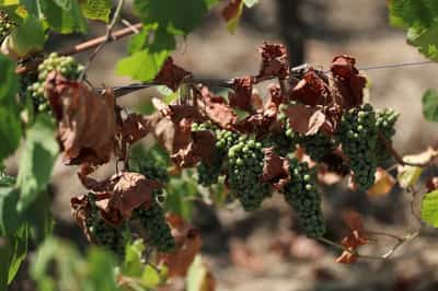 Image for French wine output to be among lowest in 30 years after heatwaves