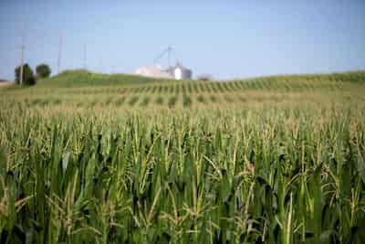 Image for World food prices dip in May as cereal, sugar and vegoils drop