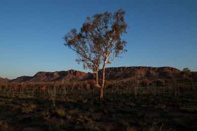 Image for Climate change threatens global plant species as habitats shrink