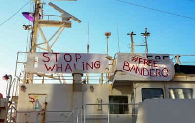 Image for Iceland's last whaling company shrugs off threat of permanent ban