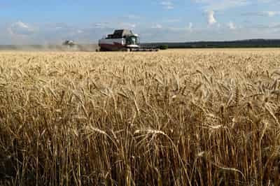 Image for Russia resumes grain exports to Iran via Caspian Sea, sources say  