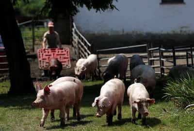 Image for Hungary reports African swine fever in domestic pigs for first time