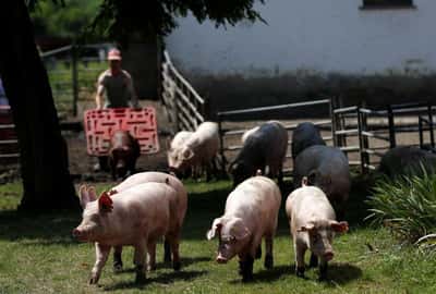 Image for Hungary reports African swine fever in domestic pigs for first time