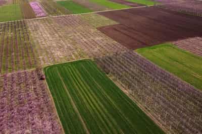 Image for Trump tariffs send chill through Greek peach harvest