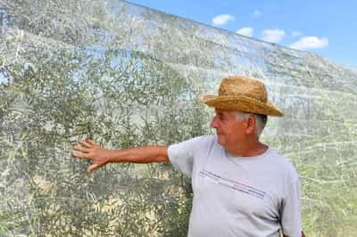 Image for Drought takes toll on Tuscany’s famed olive oil and wine production