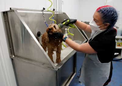 Image for UK's Pets at Home's annual profit slumps on weaker retail demand, price cuts