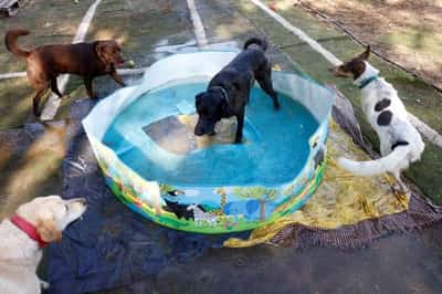 Image for Spain swelters as temperatures reach 43C in second heatwave