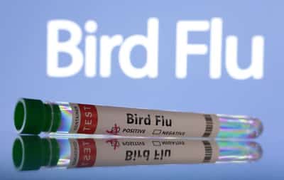 Image for France reports bird flu outbreak on northern farm