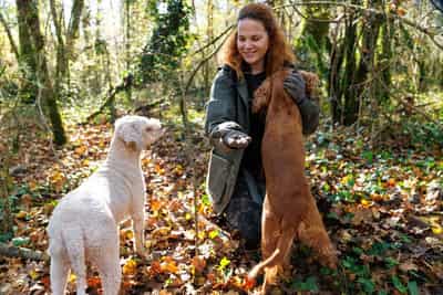 Image for Croatia's truffle hunters pursue one of world's priciest delicacies