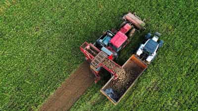 Image for EU set to suspend some duty-free sugar imports for a year, Bloomberg News reports