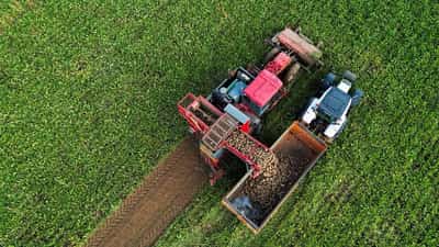 Image for EU set to suspend some duty-free sugar imports for a year, Bloomberg News reports