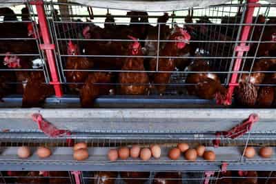 Image for Brazil can no longer export poultry and meat to EU due to bird flu