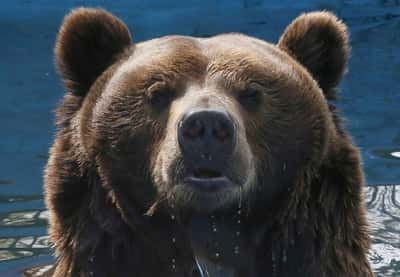 Image for Russia draws up measures to control bear population after spate of deadly attacks