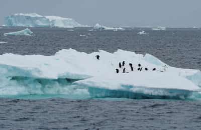 Image for No quick fix to reverse Antarctic sea ice loss as warming intensifies – scientists
