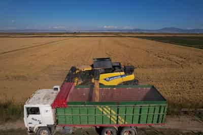 Image for Greek rice growers fear Mercosur deal will price them out of business