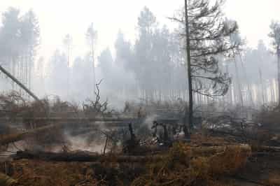 Image for Belgium's biggest wildfire on record heads towards Germany