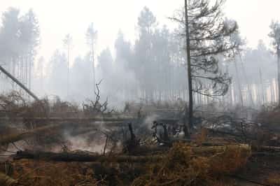 Image for Belgium's biggest wildfire on record heads towards Germany