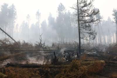 Image for Belgium's biggest wildfire on record heads towards Germany