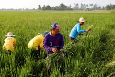 Image for Bayer to introduce its direct-seeded rice system in the Philippines