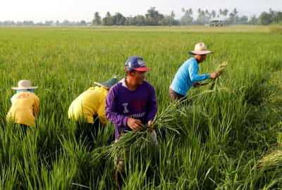 Image for Bayer to introduce its direct-seeded rice system in the Philippines