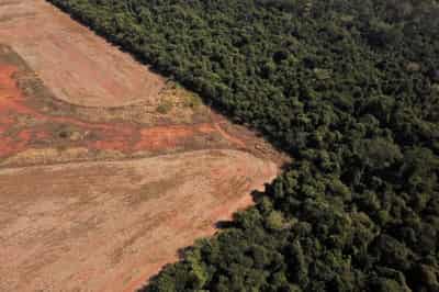 Image for Norway says fund to reduce Amazon deforestation in Brazil back in business