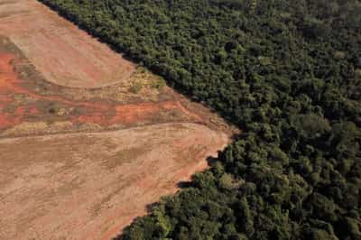 Image for Norway says fund to reduce Amazon deforestation in Brazil back in business