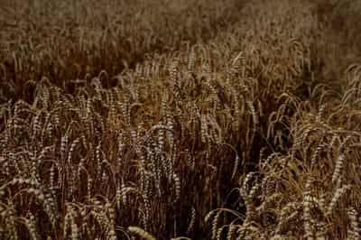 Image for Seafarer shortage stands in way of Ukraine grain corridor