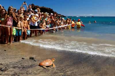Image for Dozens of nations to sign U.N. ocean treaty but implementation still awaits
