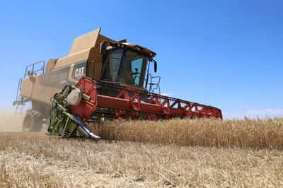 Image for Exclusive-Ukraine eyes higher 2025 grain harvest, plans more winter wheat for 2026