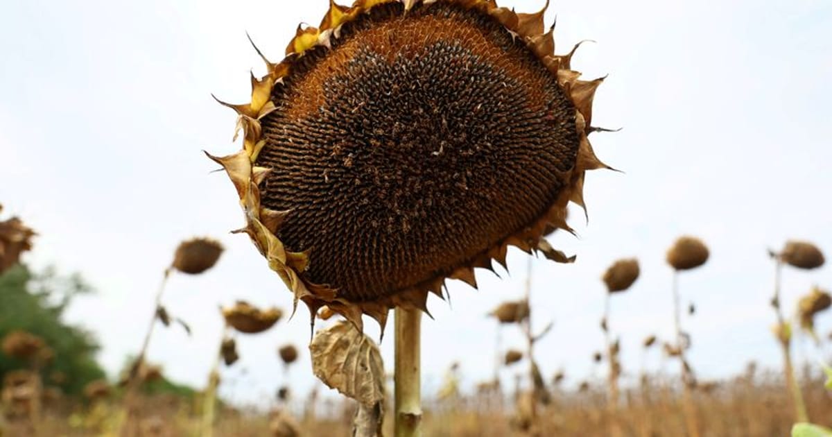 Climate Shocks Reduce EU Maize Harvests in Hungary and Romania