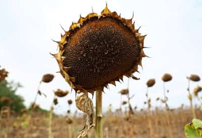 Image for Climate shocks hit EU maize heartland in Hungary and Romania