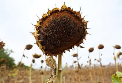 Image for Climate shocks hit EU maize heartland in Hungary and Romania