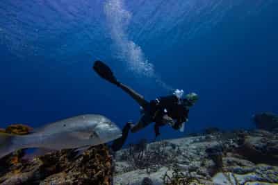Image for UN biodiversity treaty enters into force, aims to protect 30% of oceans by 2030