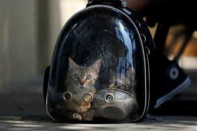 Image for Pets end up in LA shelters after owners detained in immigration raids