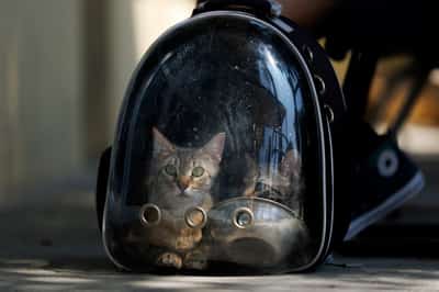 Image for Pets end up in LA shelters after owners detained in immigration raids