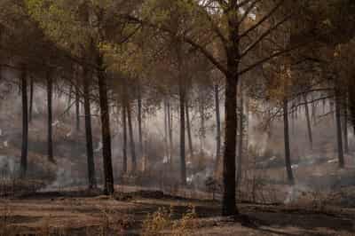 Image for Southern Spain wildfire worsens as wind gusts hamper firefighting efforts