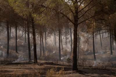 Image for Southern Spain wildfire worsens as wind gusts hamper firefighting efforts
