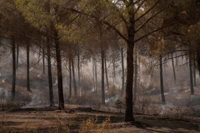 Image for Southern Spain wildfire worsens as wind gusts hamper firefighting efforts