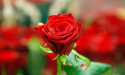 Image for Love in a time of inflation: how much will Valentine’s Day set you back?
