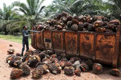 Image for Rats, drought and labour shortages eat into global edible oil recovery